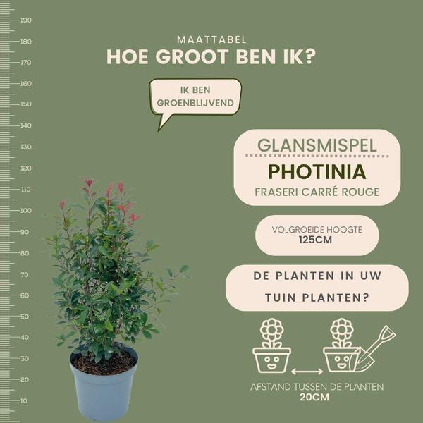 Glanzmispel - Photinia fraseri 'Carré Rouge' - Große Glanzmispel Pflanzen für 10 laufende Meter Hecken - 12L - 20x ↨ 125-150 cm - Carré Rouge