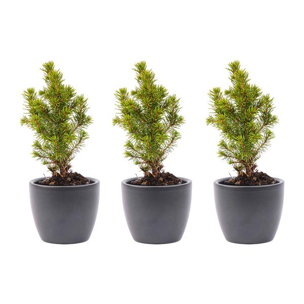 Mini Weihnachtsbaum - Mini-kerstboom set 3 - inklusive Boule Antraciet pot  Topf Anthrazit