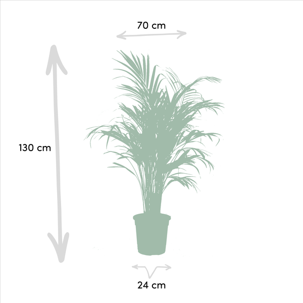 Pflanzen Mix - Areca - ↨130cm - Ø24cm + Yucca - ↨100cm - Ø21cm