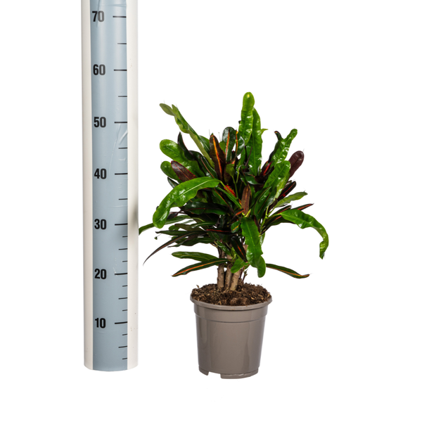 Wunderstrauch - Codiaeum 'Croton' Mamey Ø17cm - ↕50cm