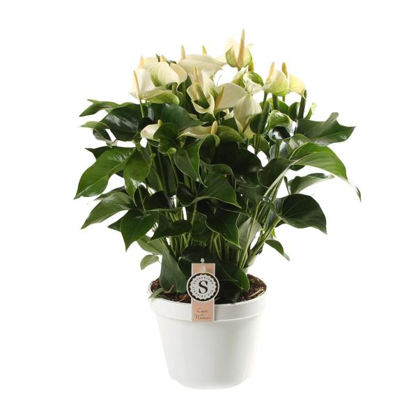 Anthurie - Anthurium White Champion 21cm - Ø21cm - ↕65cm