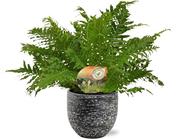 Silberfarn - Blechnum Silver Lady - Ø17cm - ↕50cm + Tim Pot D18x16cm - Topf Schwarz Weiß