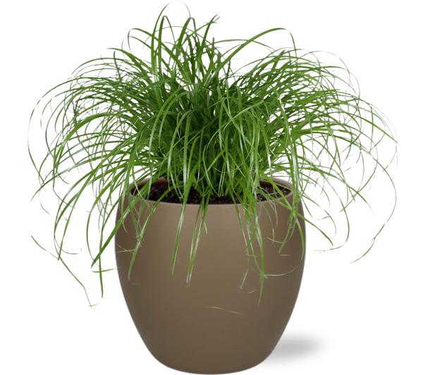 Katzengras - Cyperus Alternifolius - Ø12cm - ↕20cm + Bowl Pot D13/14.5x13cm - Topf Braun