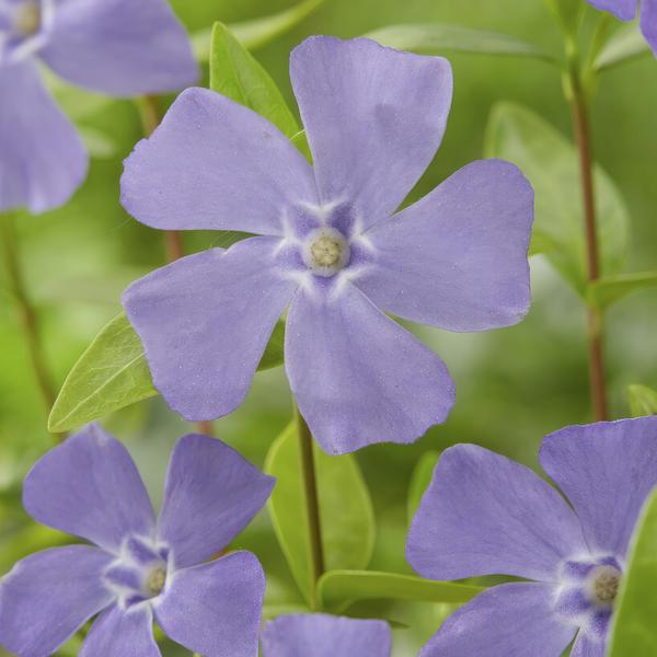 Kleines blaues Immergrün - Vinca minor - ↕10-25cm - Ø9cm 60 Stück