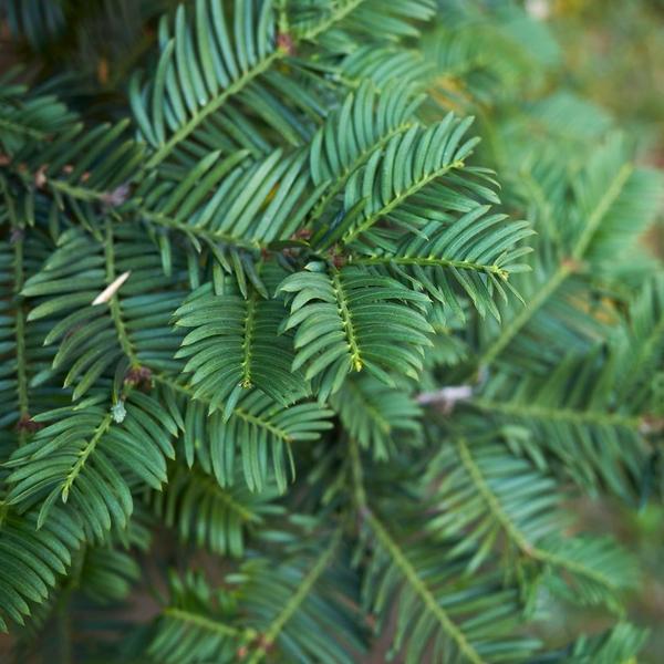 Europäische Eibe - Taxus Baccata - Pflanzen für 10 laufende Meter Hecken - 12L - 25 x 80-100 cm  25 Stück
