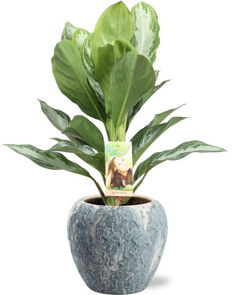 Kolbenfaden - Aglaonema Silver Bay - Ø17cm - ↕55cm + Doug Pot D18x16cm - Topf Grau Weiß