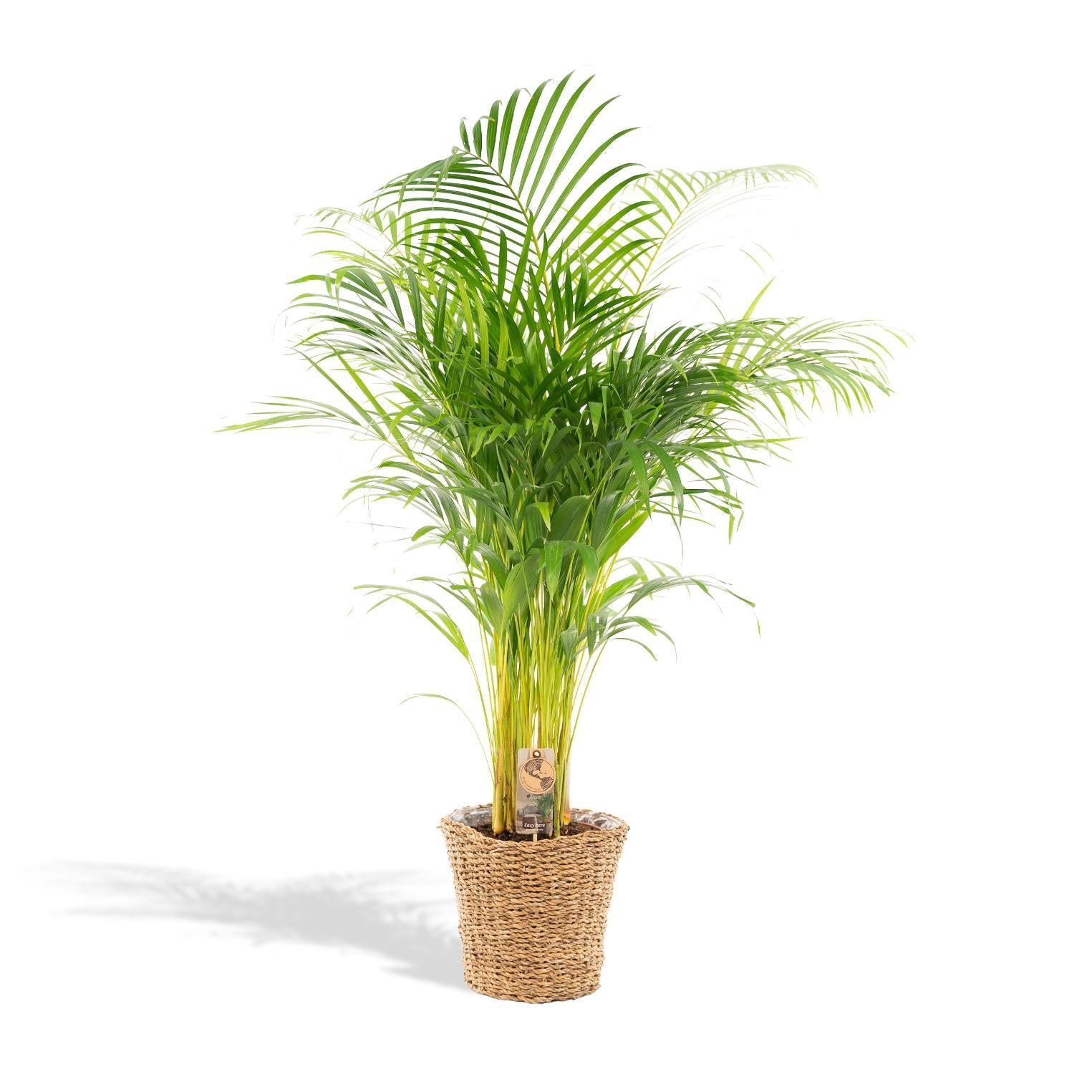 Arecapalme Dypsis Lutescens mit Korb - ↨130cm - Ø24cm