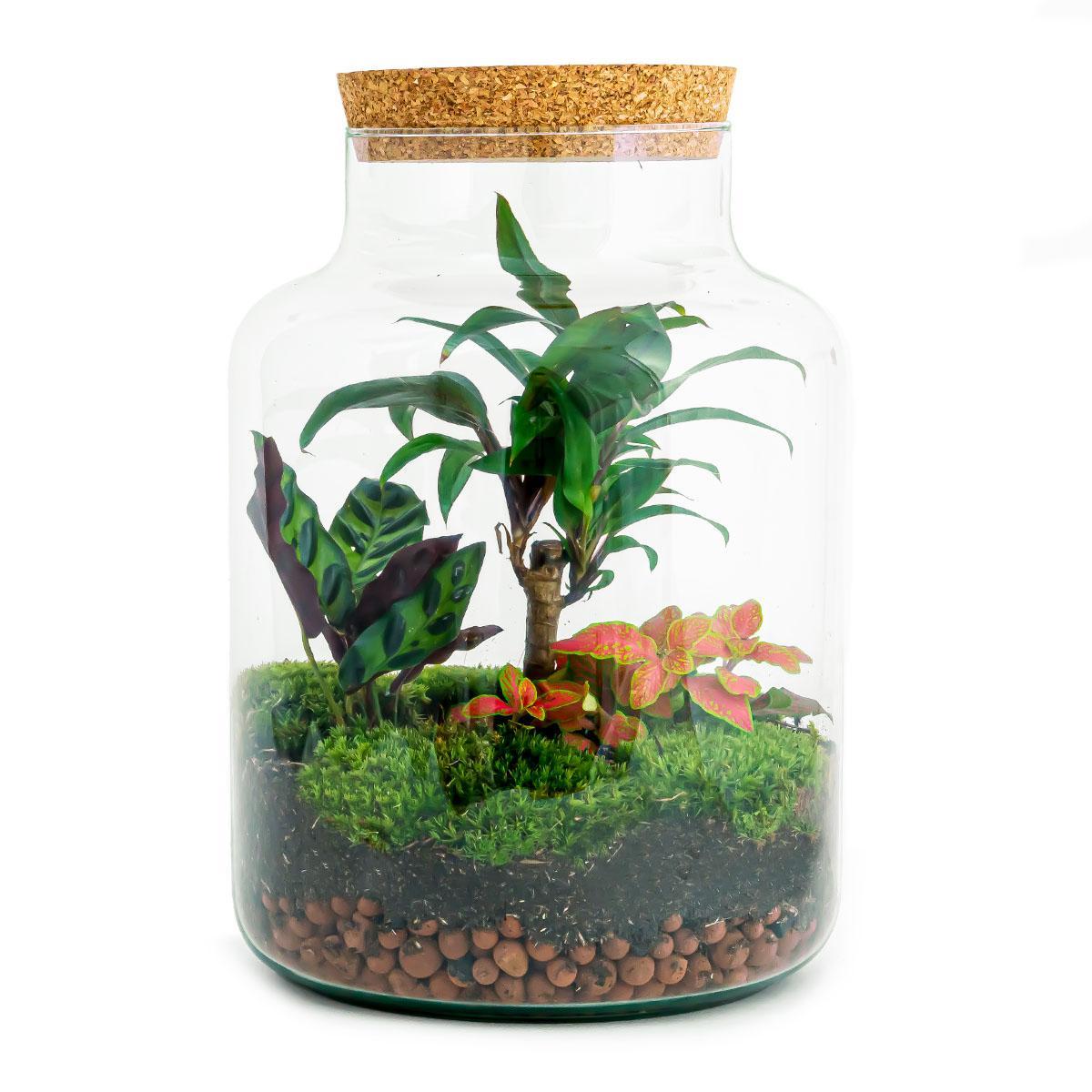 Flaschengarten- DIY terrarium - Calathea -und Fittoniapflanze - ↕ 30 cm