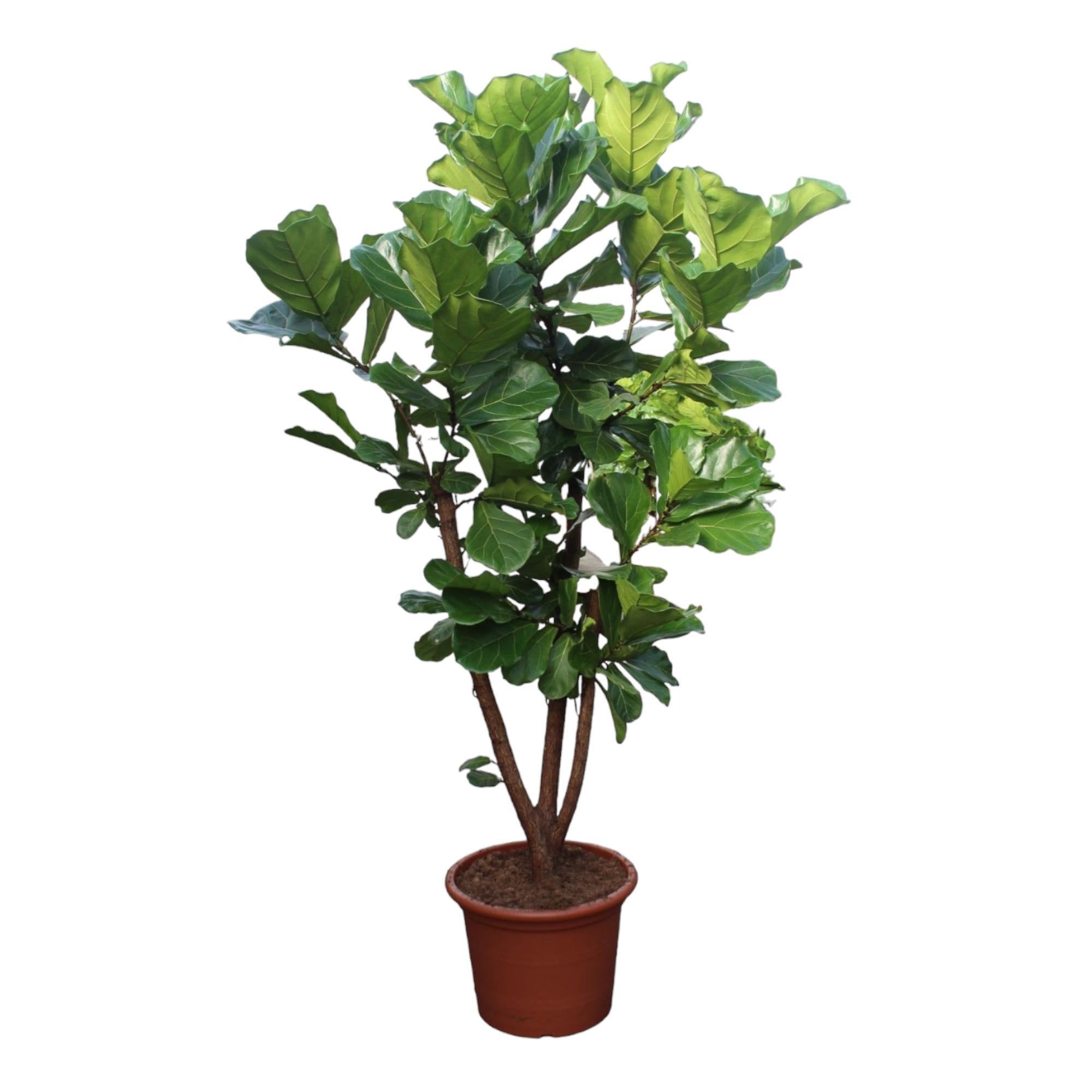 Geigenfeige - Ficus Lyrata - 240 cm - ø50