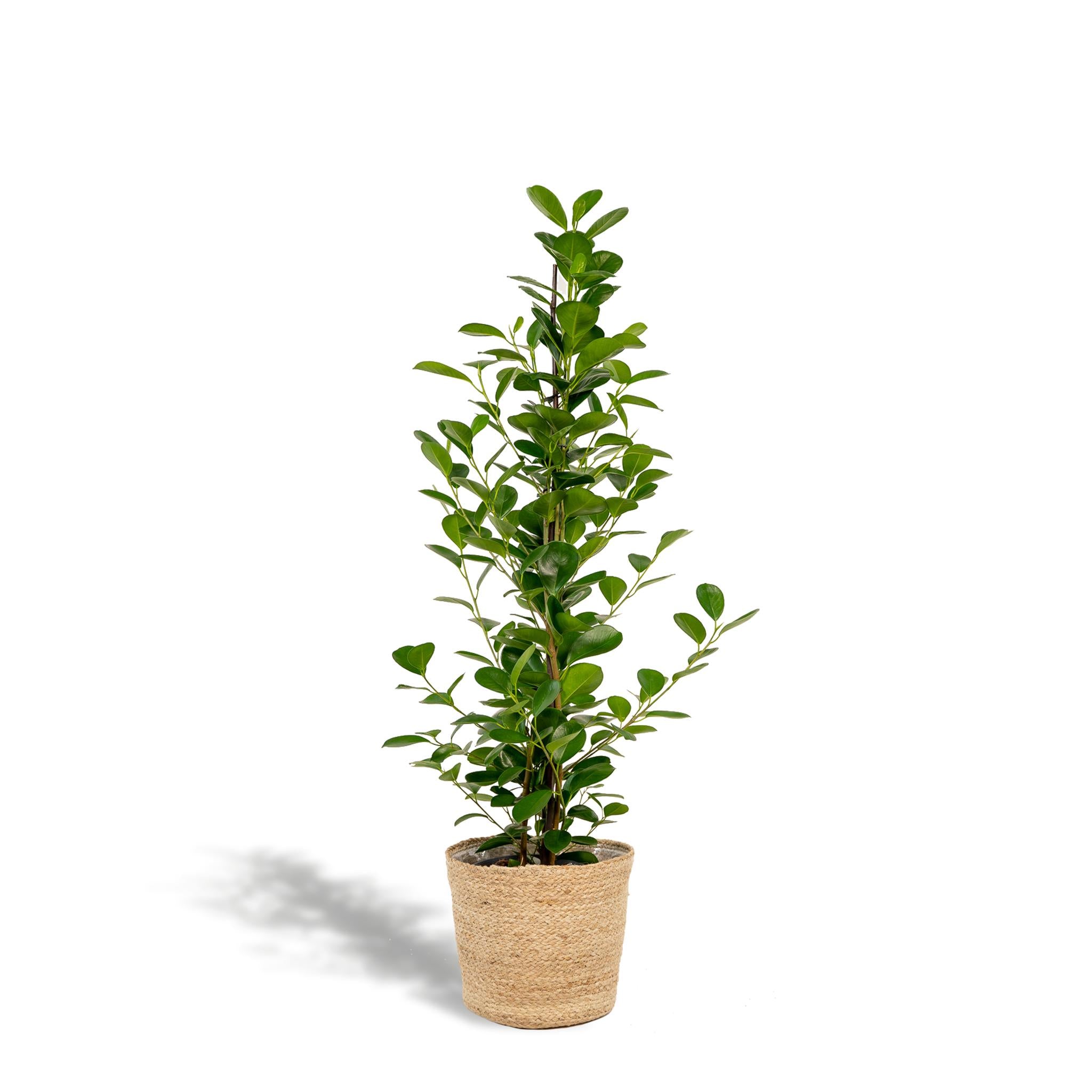 Lorbeerfeige - Ficus microcarpa Moclame - Ø21cm - ↕95cm + Korb Selin