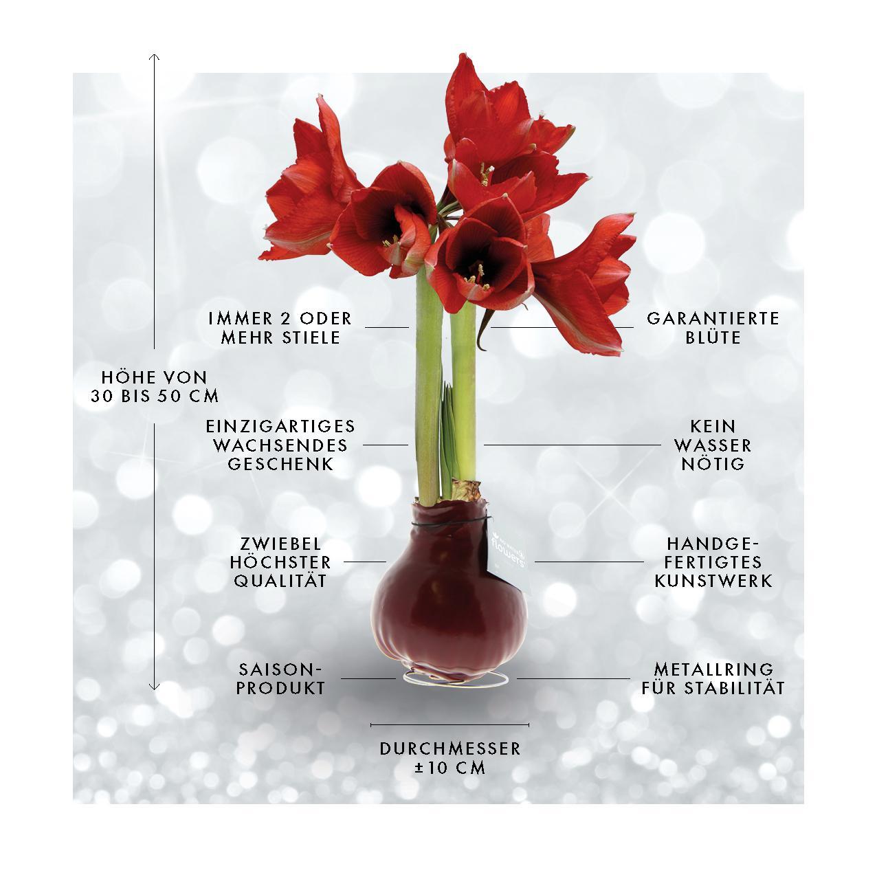 No Water Flowers® (wax amaryllis) | Waxz® Art Munch - Dark Green + Red flower