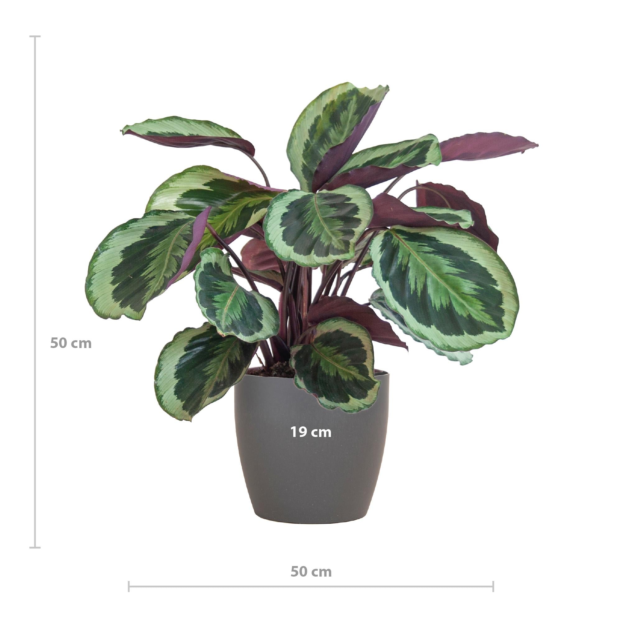 Pfauenpflanze - Calathea Medaillon mit Viber Topf Grau- 65cm - Ø21