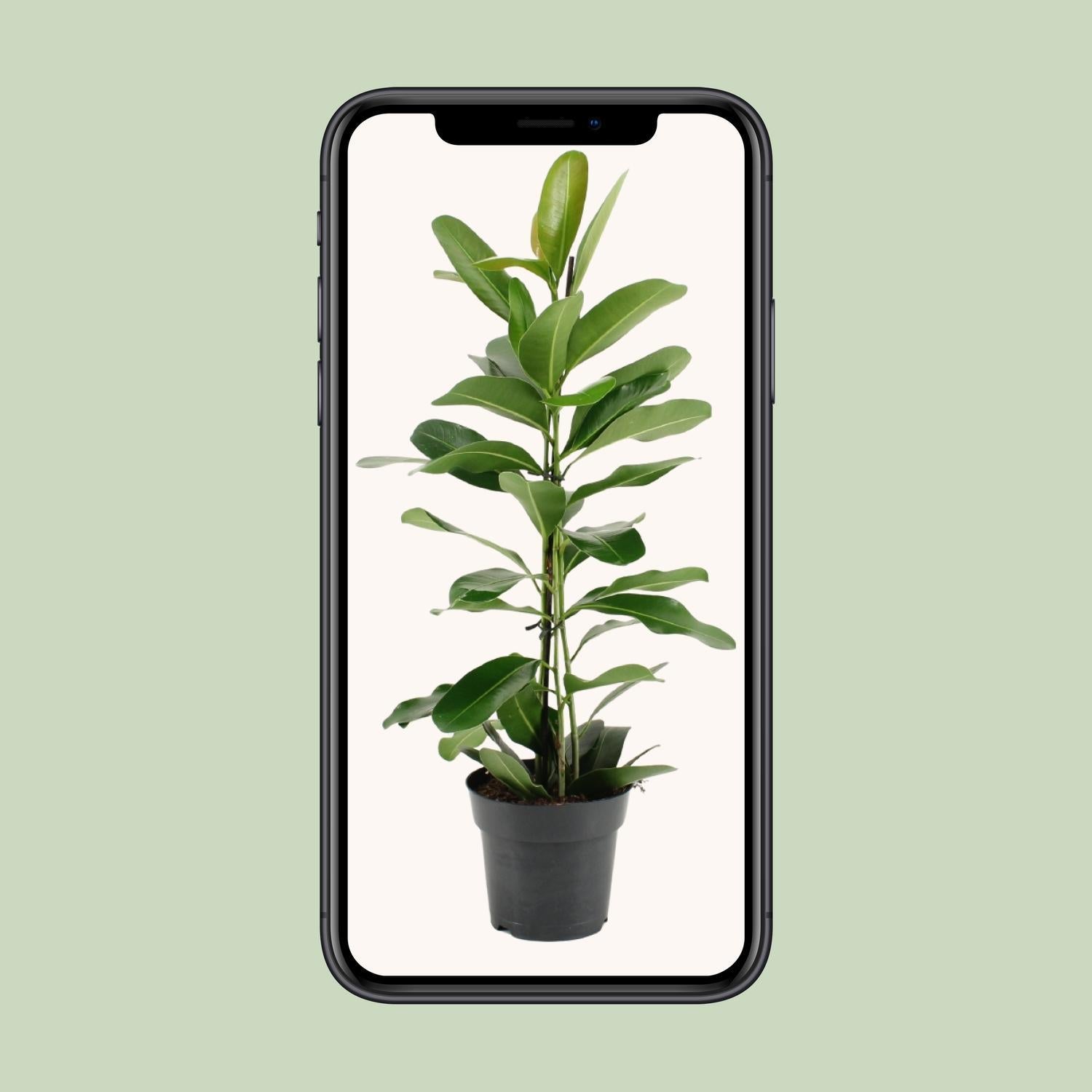 Lorbeerfeige Ficus Microcarpa Smile® - Ø17cm - ↕70cm