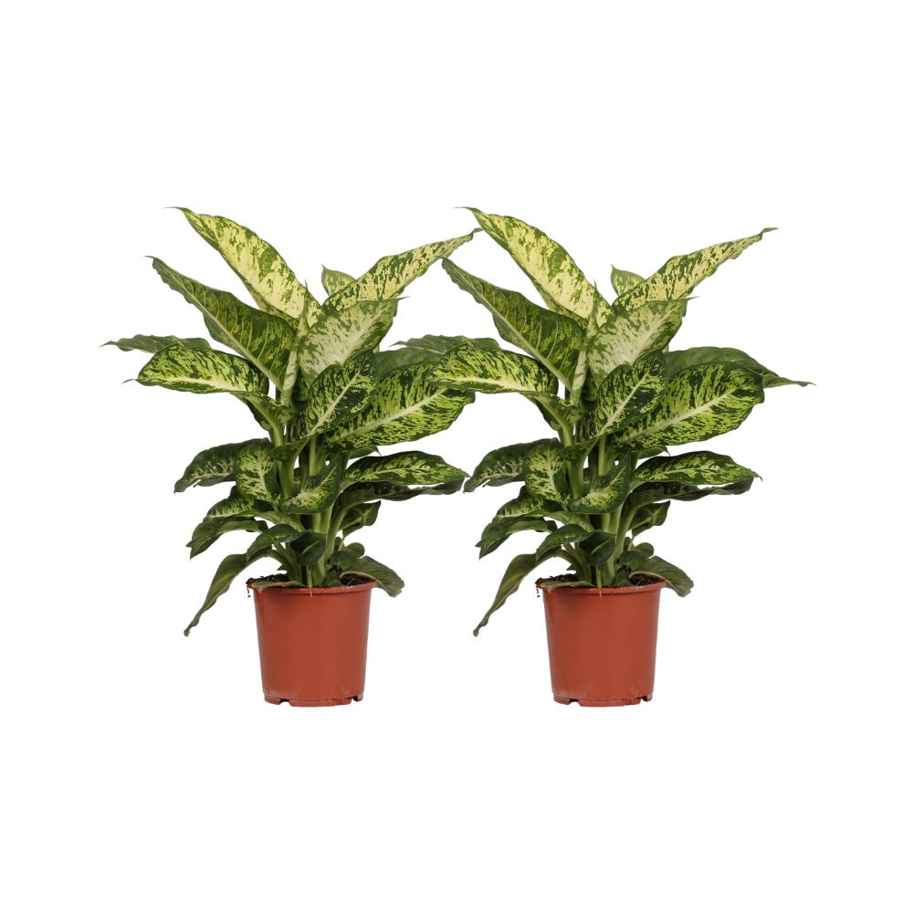 Dieffenbachia Mars - 2 Stücke - Ø17cm - ↕50cm