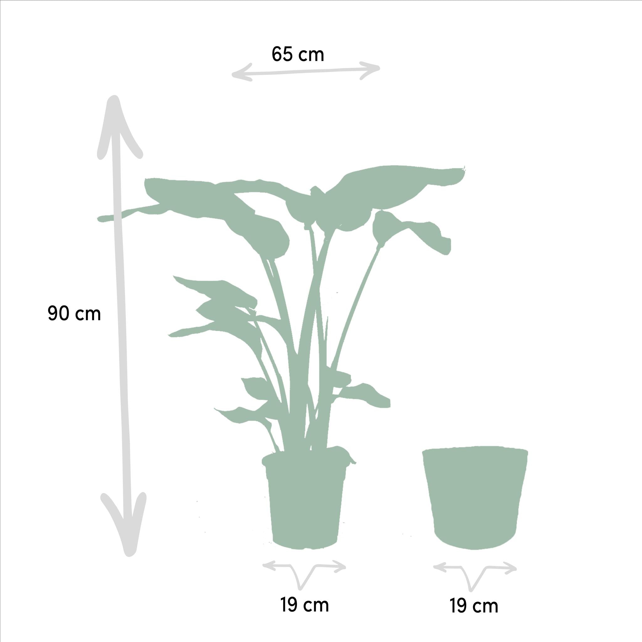 Pflanzen Mix - Strelitzia Nicolai - Ø19cm - ↕85cm + Monstera Deliciosa - Ø21cm - ↕75cm + Korb Selin