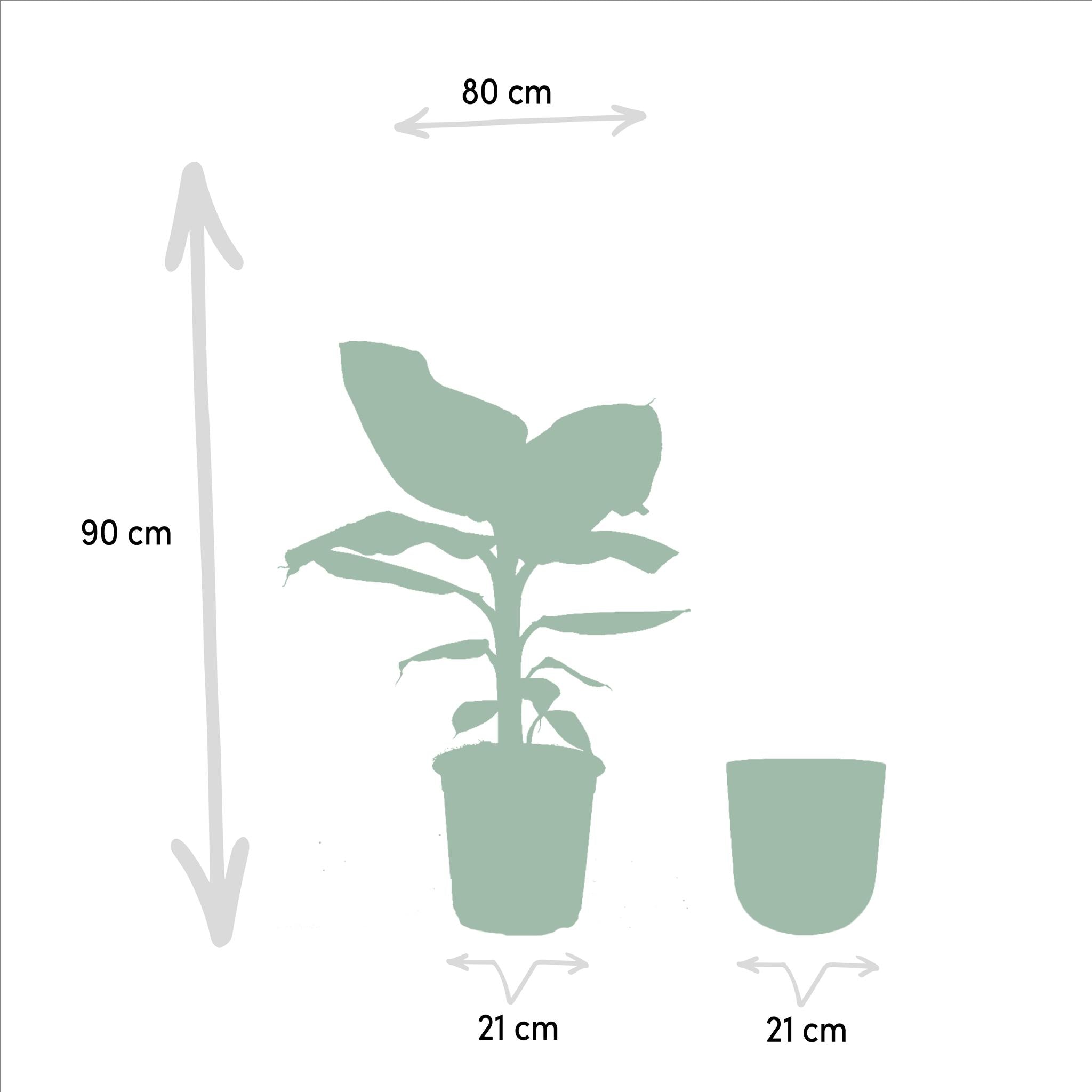 Bananenpflanze Musa Dwarf Cavendish - Ø21cm - ↕90cm + Topf Mayk Lead