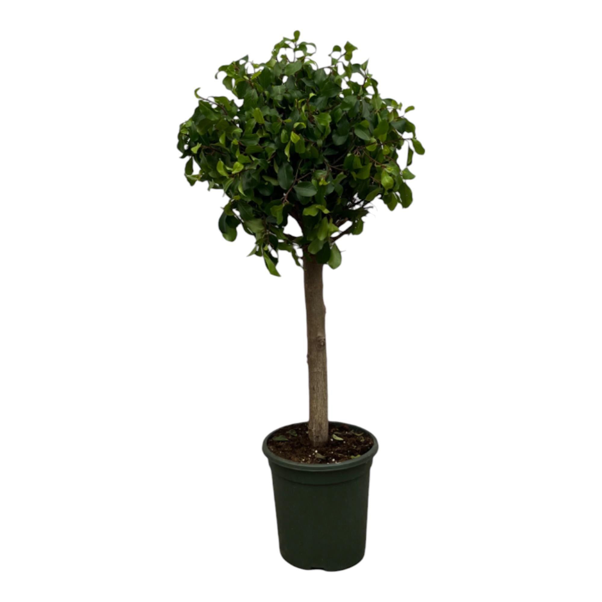 Lorbeerfeige Moclame Ficus Nitida (Moclame) Baum - 120 cm - Ø33cm