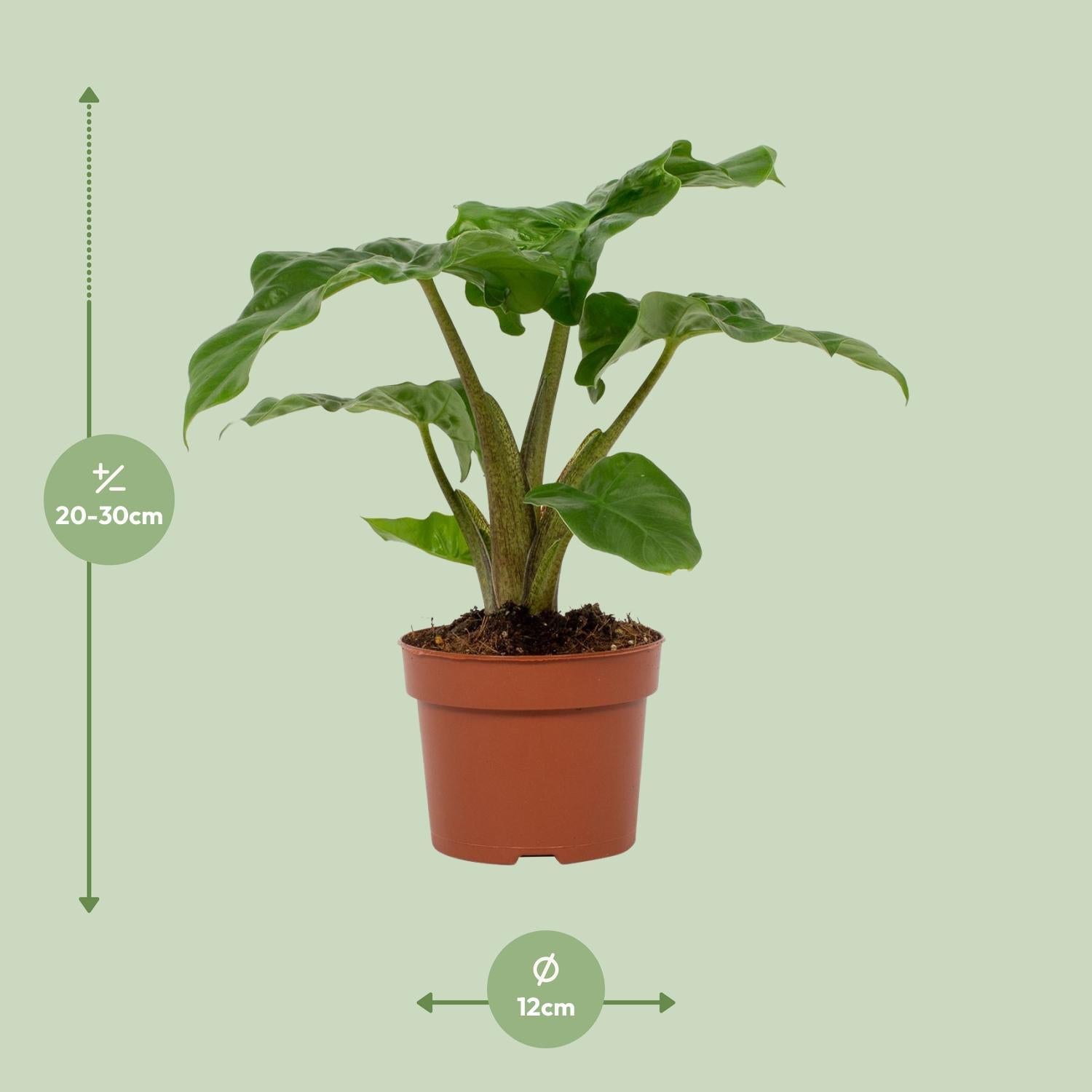 Elefantenohr - Alocasia Low Rider 12cm - Ø12cm - ↕30cm