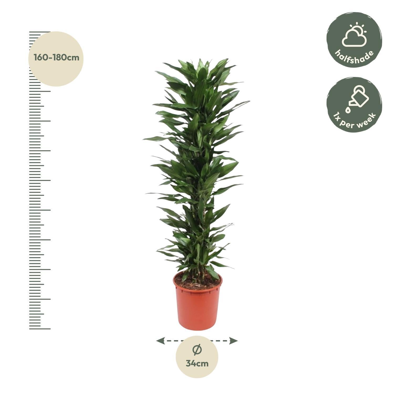 Drachenbaum Janet Lind - Dracaena Janet Lind - 170 cm - ø34