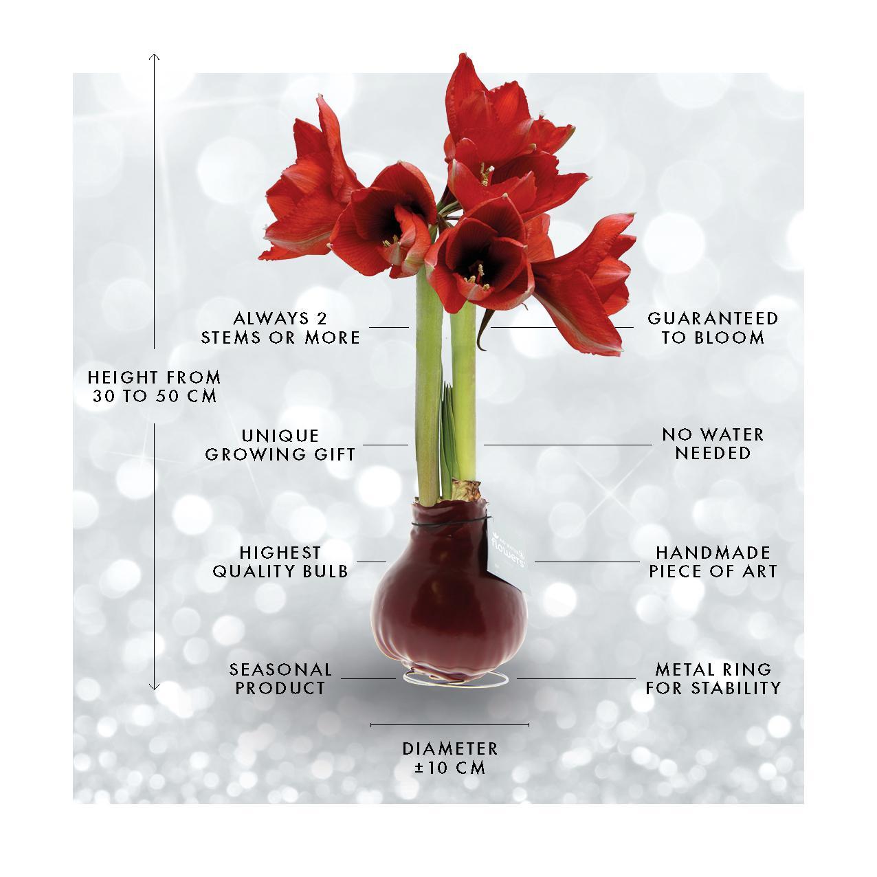 No Water Flowers® (wax amaryllis) | Rainbow - Red flower