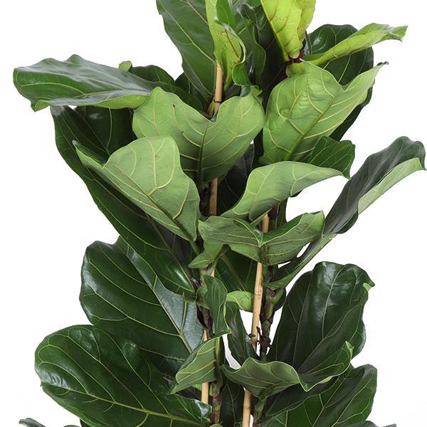 Geigenfeige - Ficus Lyrata Ø27cm ↕140cm in Boule Topf Taube