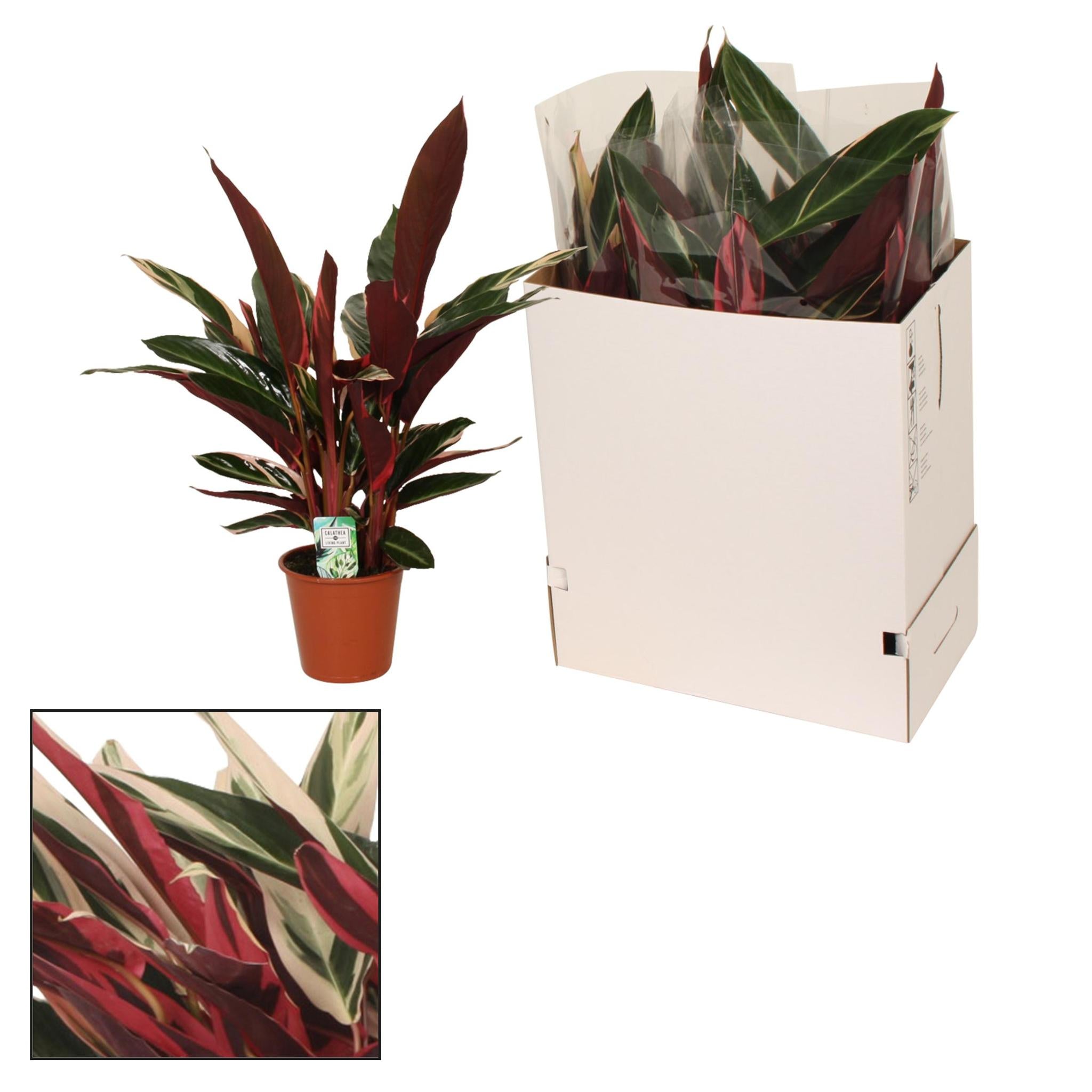 Calathea Stripestar - Korbmarante - 3 Stück - Ø19 ↕80