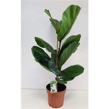 Geigenfeige - Ficus Lyrata - Ø21cm - ↕110cm