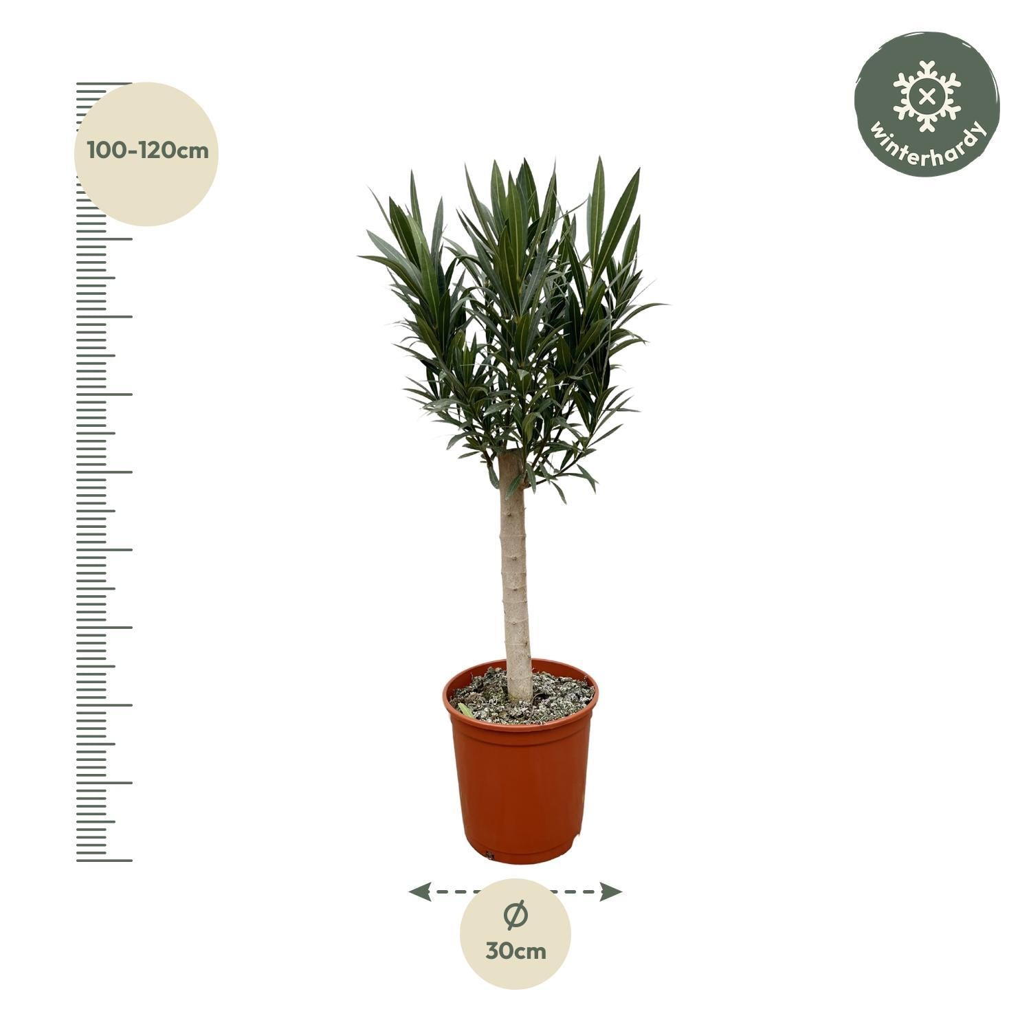 Nerium Oleander auf Stiel mit roter Blüte – 110 cm – Ø22