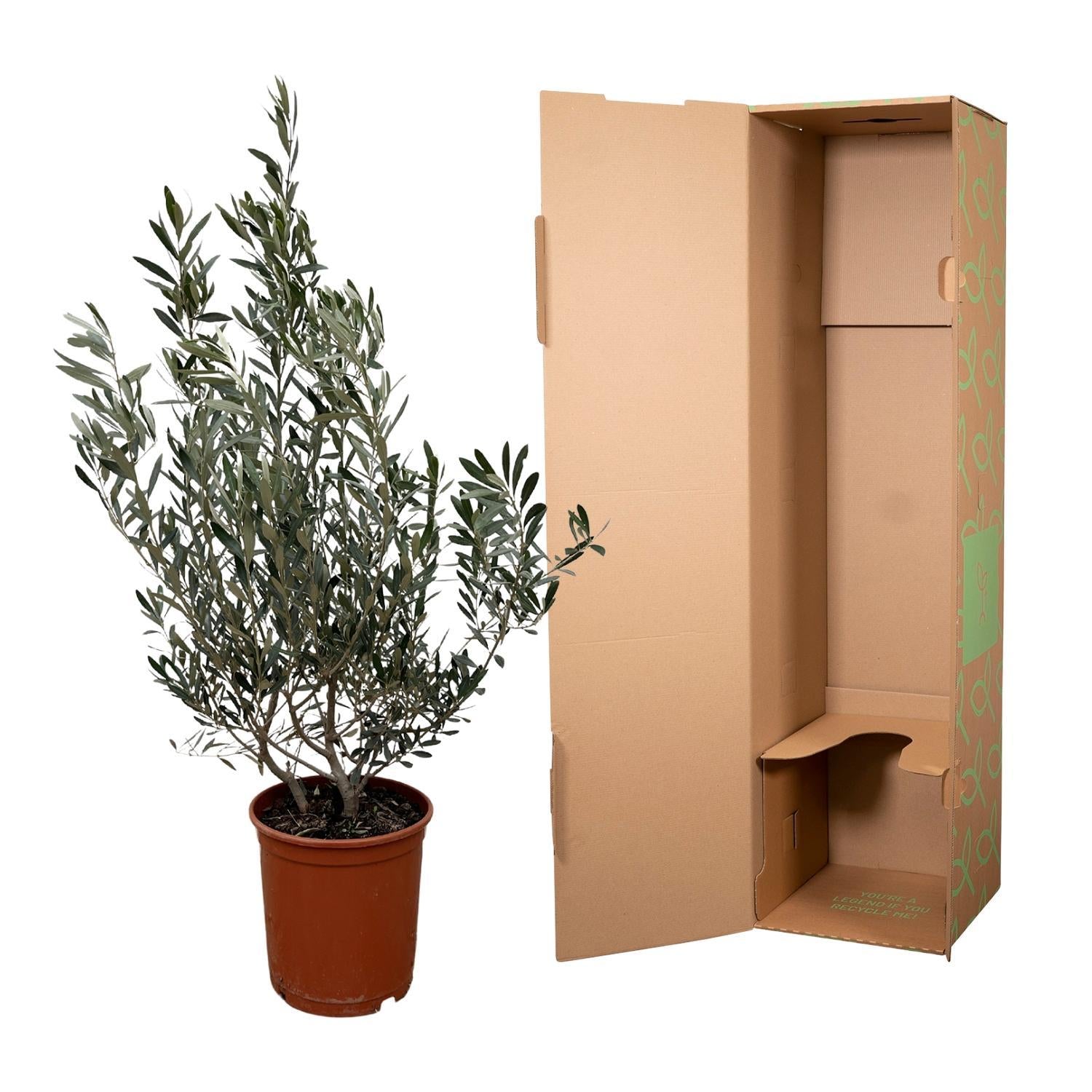 Olea Olive Europaea strauch - 100cm- Ø25