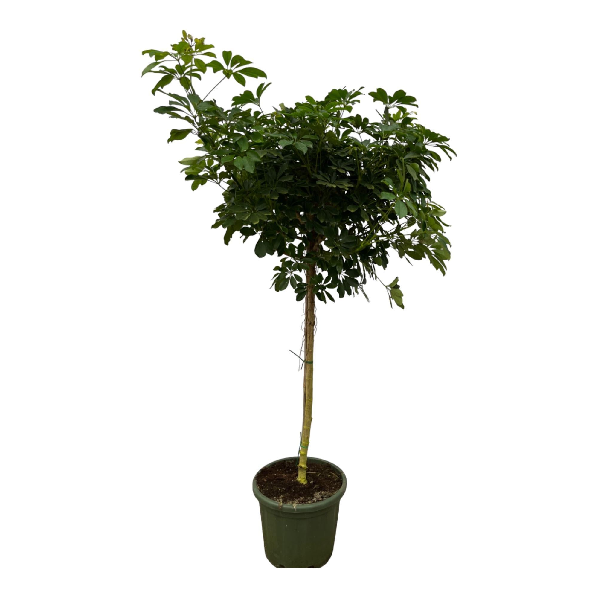 Schefflera Nora Baum - 220 cm - Ø45cm