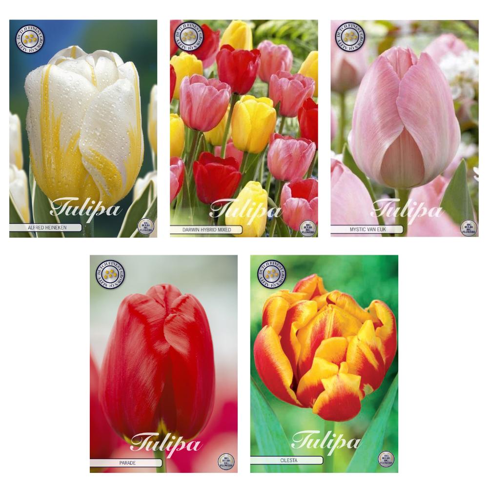 Tulpen Mix - Tulipa Blumenzwiebeln Mix (1) - 5 Spezies - 47 Blumenzwiebeln