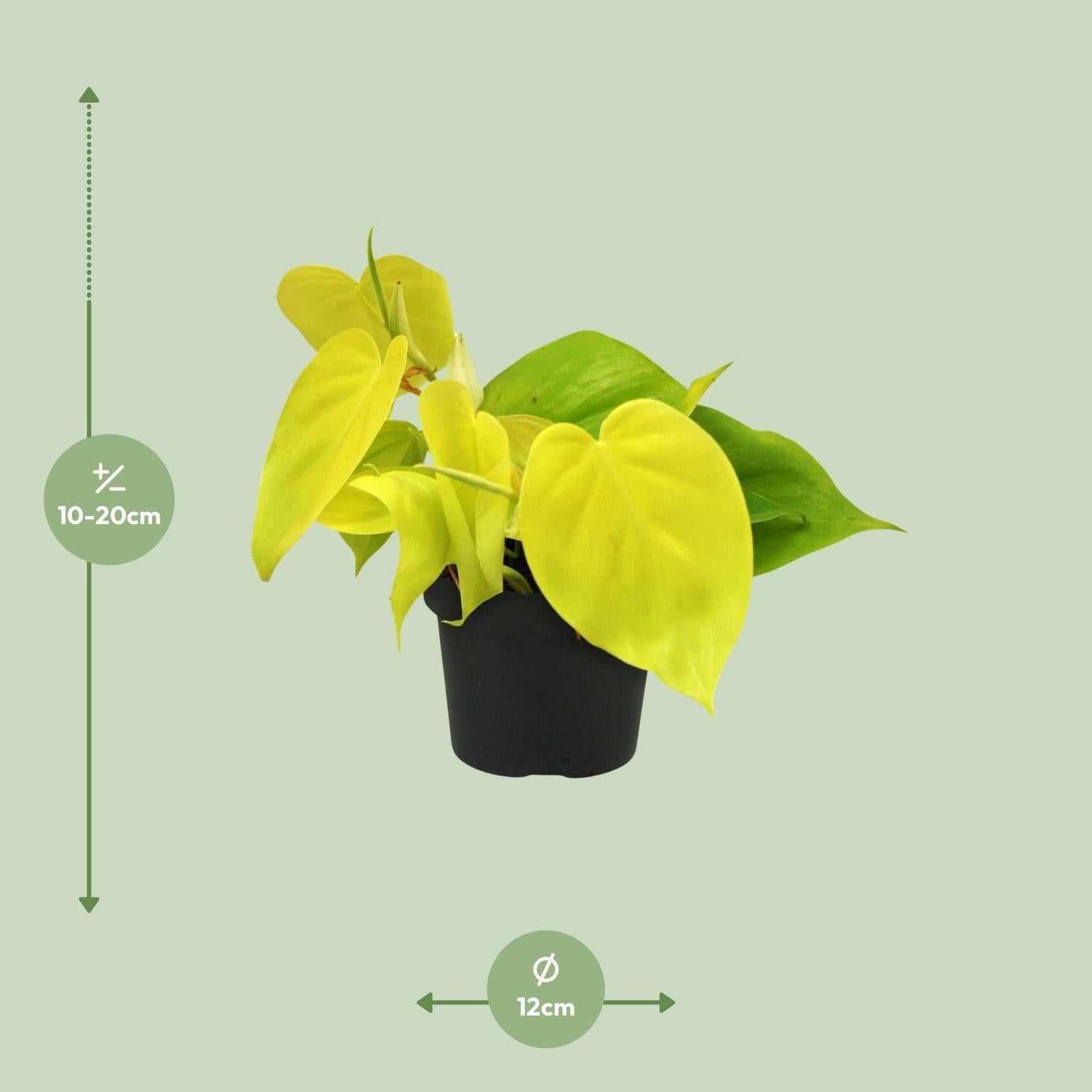 Philodendron Limoen - Ø12cm - ↕20cm