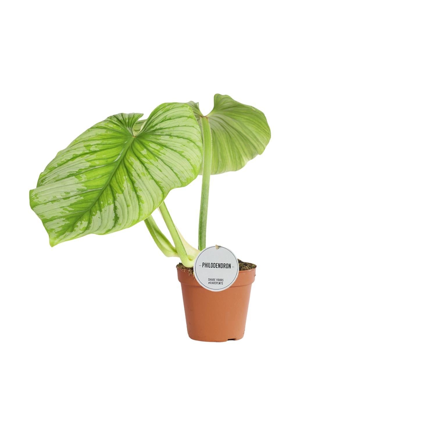 Herzblattphilodendron - Philodendron Mamei - Ø15cm - ↕50cm