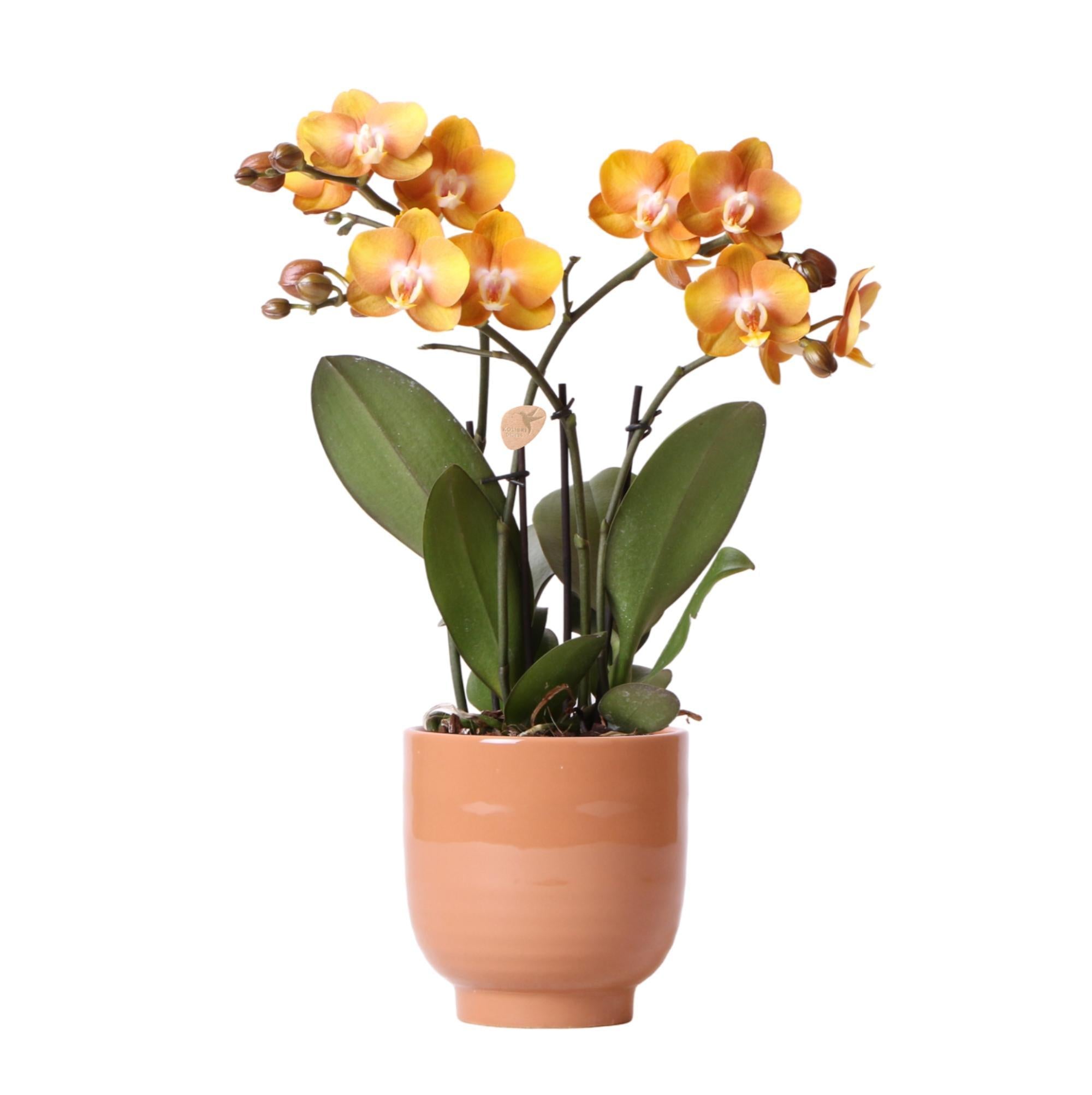 Kolibrie-orchideeën | Oranje Phalaenopsis orchidee Las Vegas in cognackleurige geglazuurde pot - potmaat Ø12cm