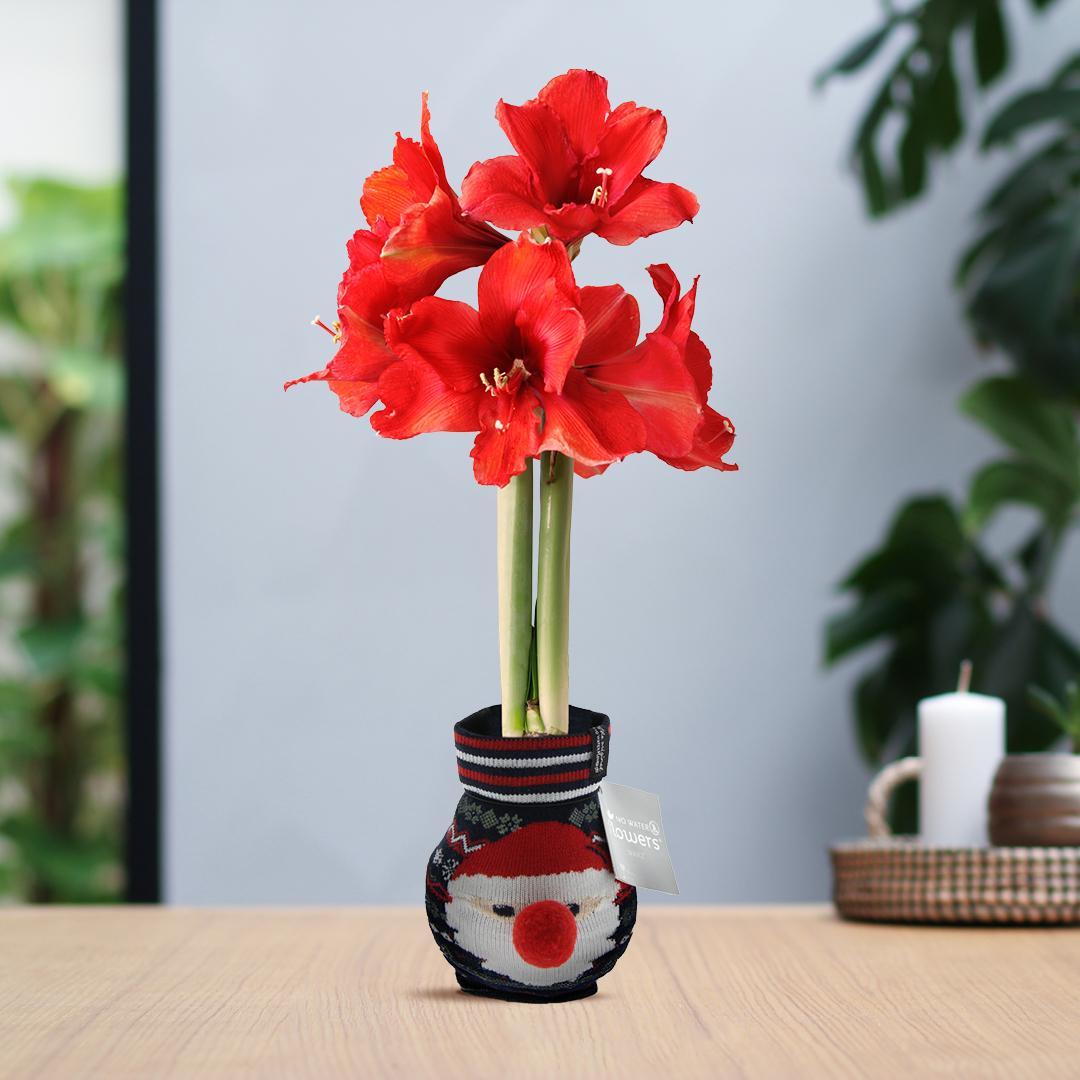 No Water Flowers® (wax amaryllis) | Fashionz Xmas Fun Classic - Santa + Red flower