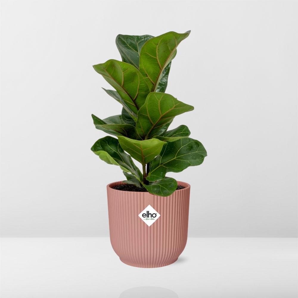 Geigenfeige - Ficus Lyrata 'Bambino' in ELHO Vibes Fold 14cm rosa