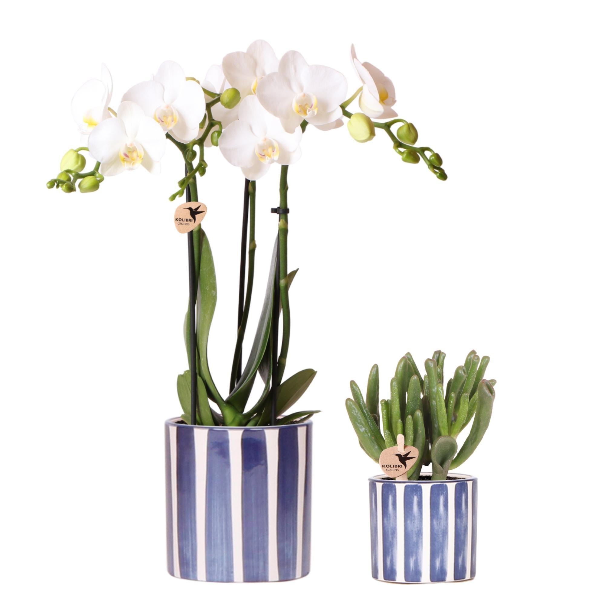 Orchidee weißer Phalaenopsis - Orchidee Amabilis u. Crassula Hobbit - im blauen Painted Stripe Topf - Topfgröße Ø9cm + Ø6cm | Blühende Zimmerpflanze - Frisch vom Züchter