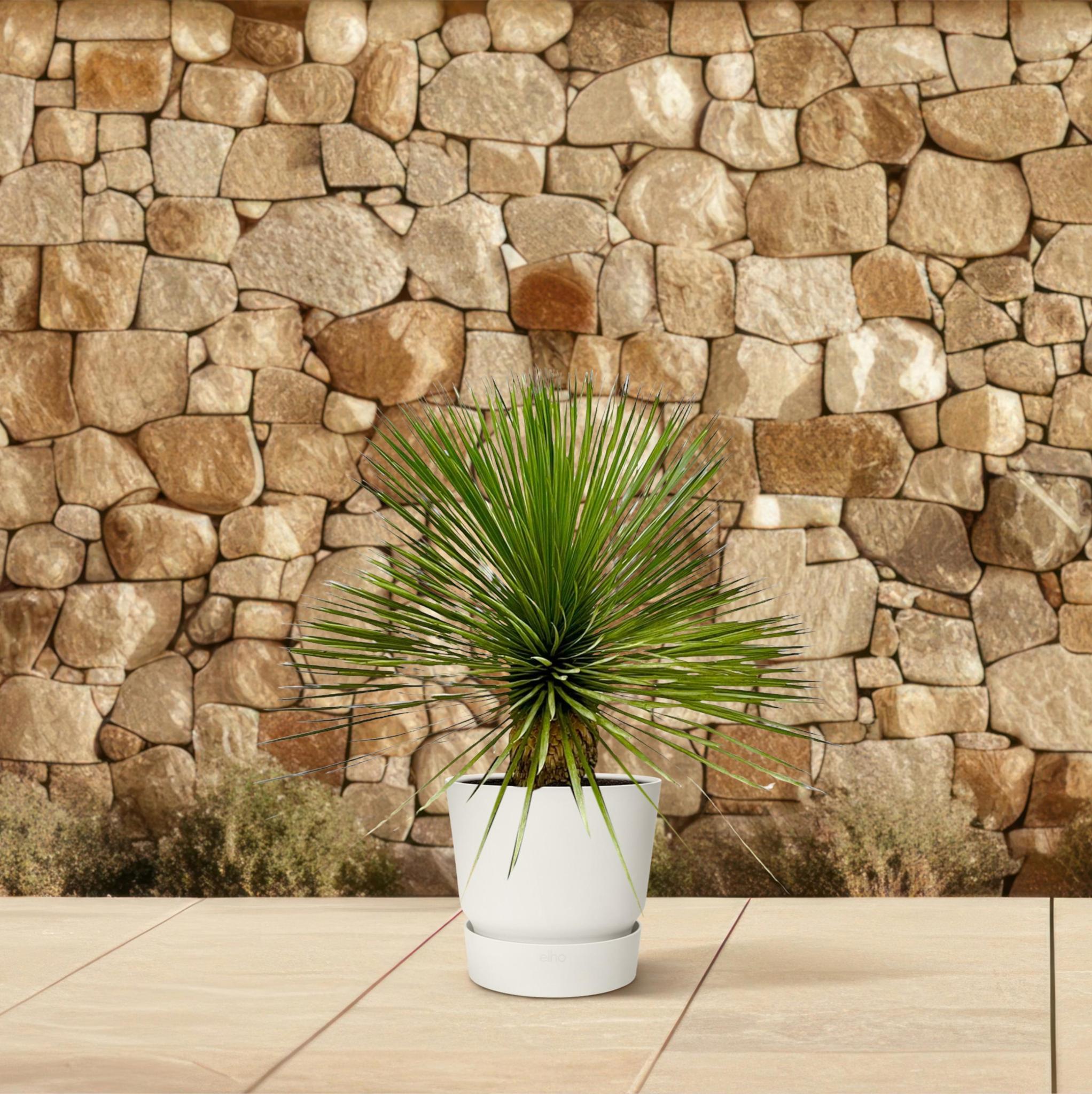 Yucca Rostrata am Stiel – 70 cm – Ø27