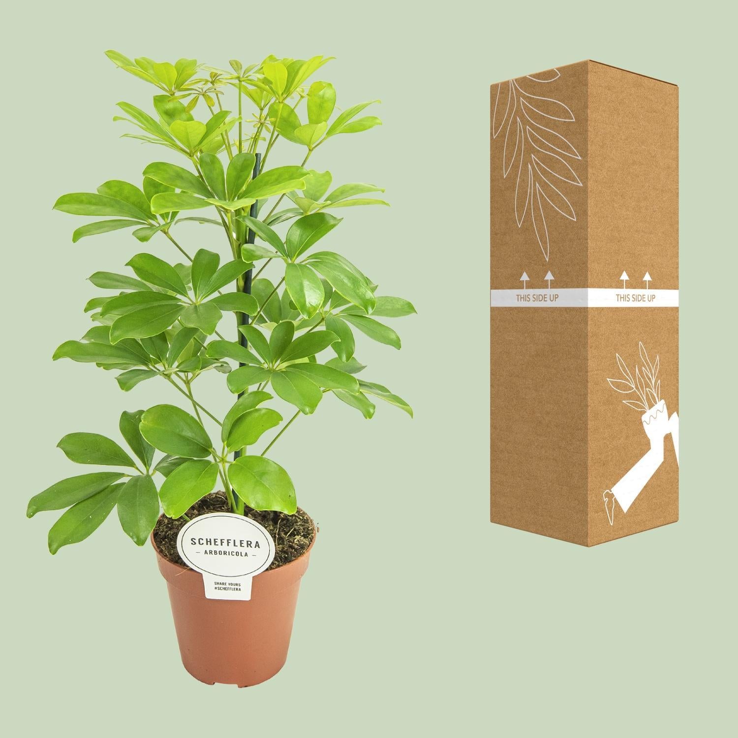 Schefflera Nora - Ø13cm - ↕45cm