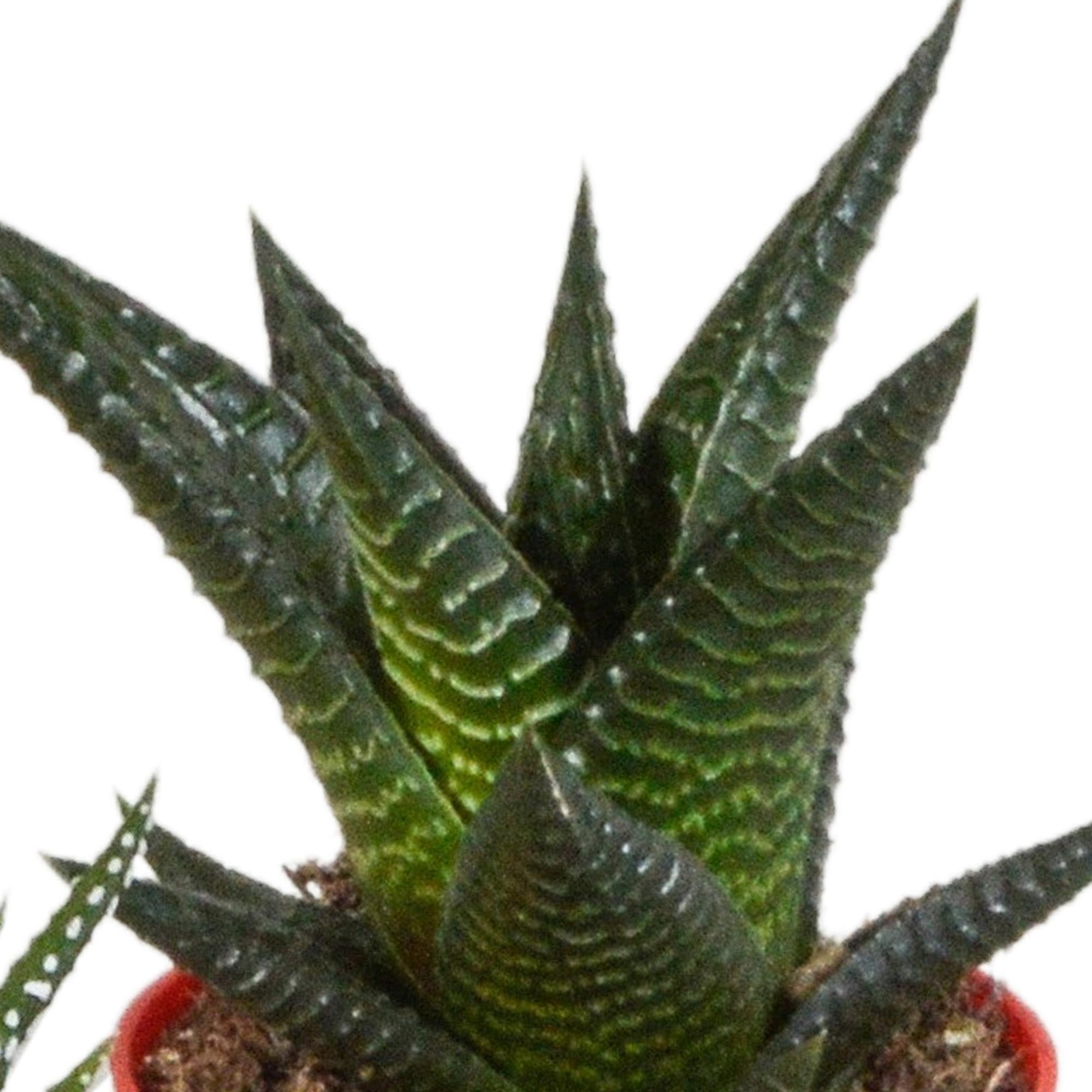 Pflanzen Mix - Gasteria/Haworthia-Mischung 5,5cm - in farbiger Plastiktopf   5 Stück