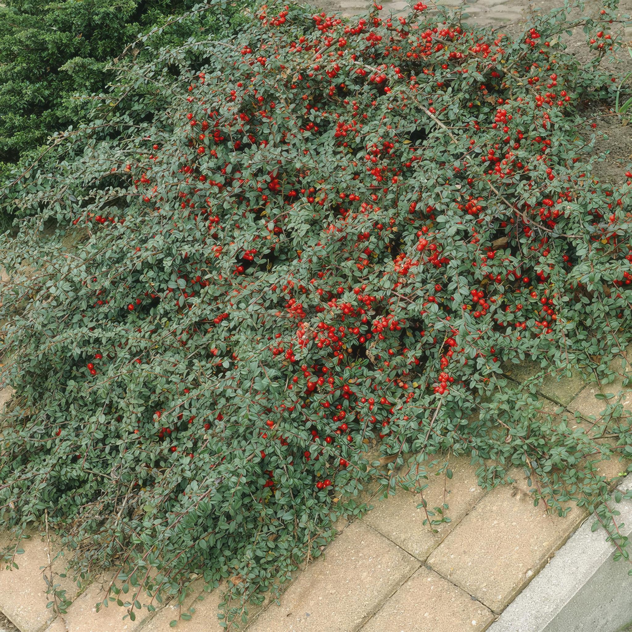 Zwergmispel, Teppichmistel auch Kriechmispel - Cotoneaster dammeri - ↕10-25cm - Ø9cm - 12 Stück - Cotoneaster dammeri - ↕10-25cm - Ø9cm - 20 Stück