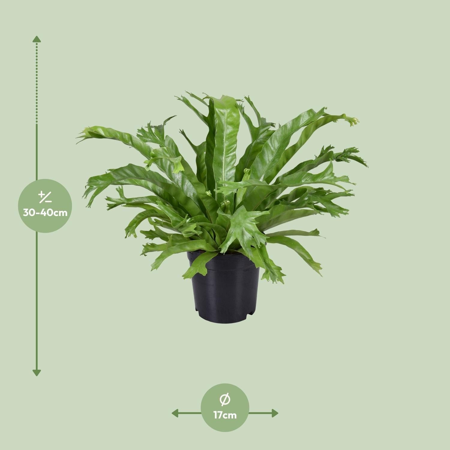 Vogelnestfarn - Asplenium Nidus Crissie - Ø17cm - ↕40cm