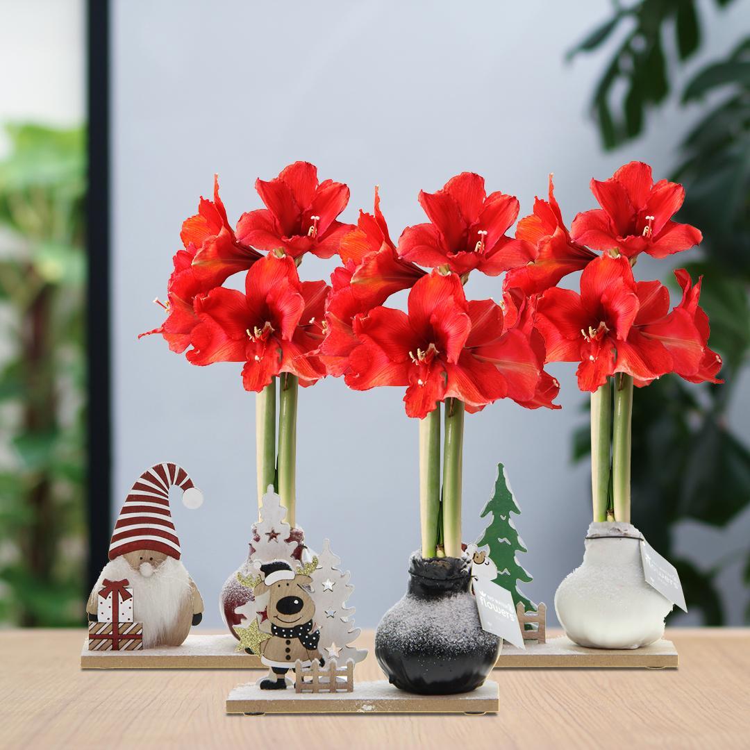 No Water Flowers® (wax amaryllis) | Winter Wonderland Mix (3 pack) + Red flower