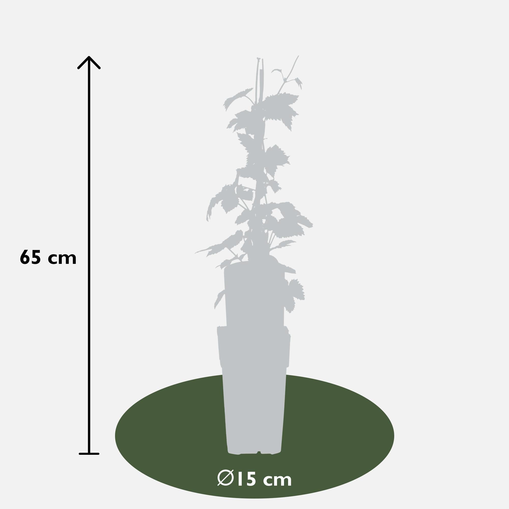 Hopfen - Nordbrau - Humulus lupulus 'Nordbrau' - ↨65cm - Ø15   4 Stück