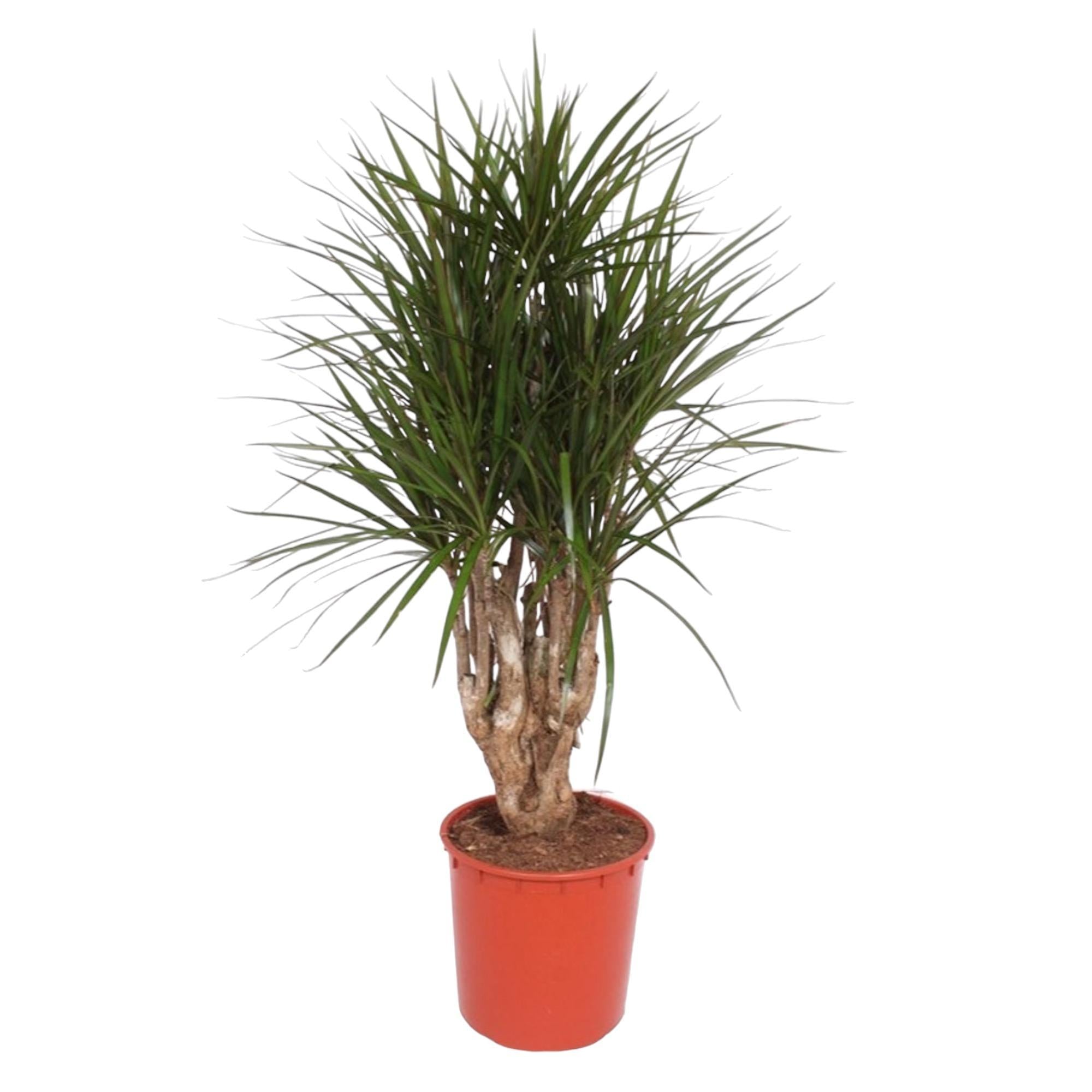 Drachenbaum Marginata - Dracaena Marginata verzweigt- 140 cm - ø34