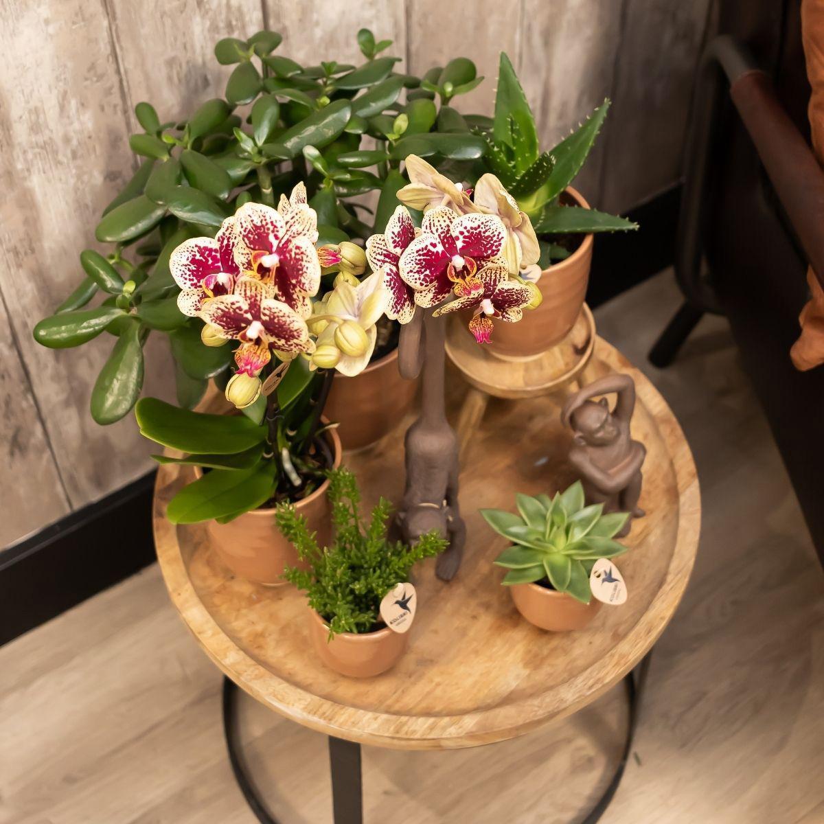 Kolibrie-orchideeën | COMBI DEAL van 4 geel rode phalaenopsis orchideeën - Spanje - potmaat Ø9cm | bloeiende kamerplant - vers van de kweker