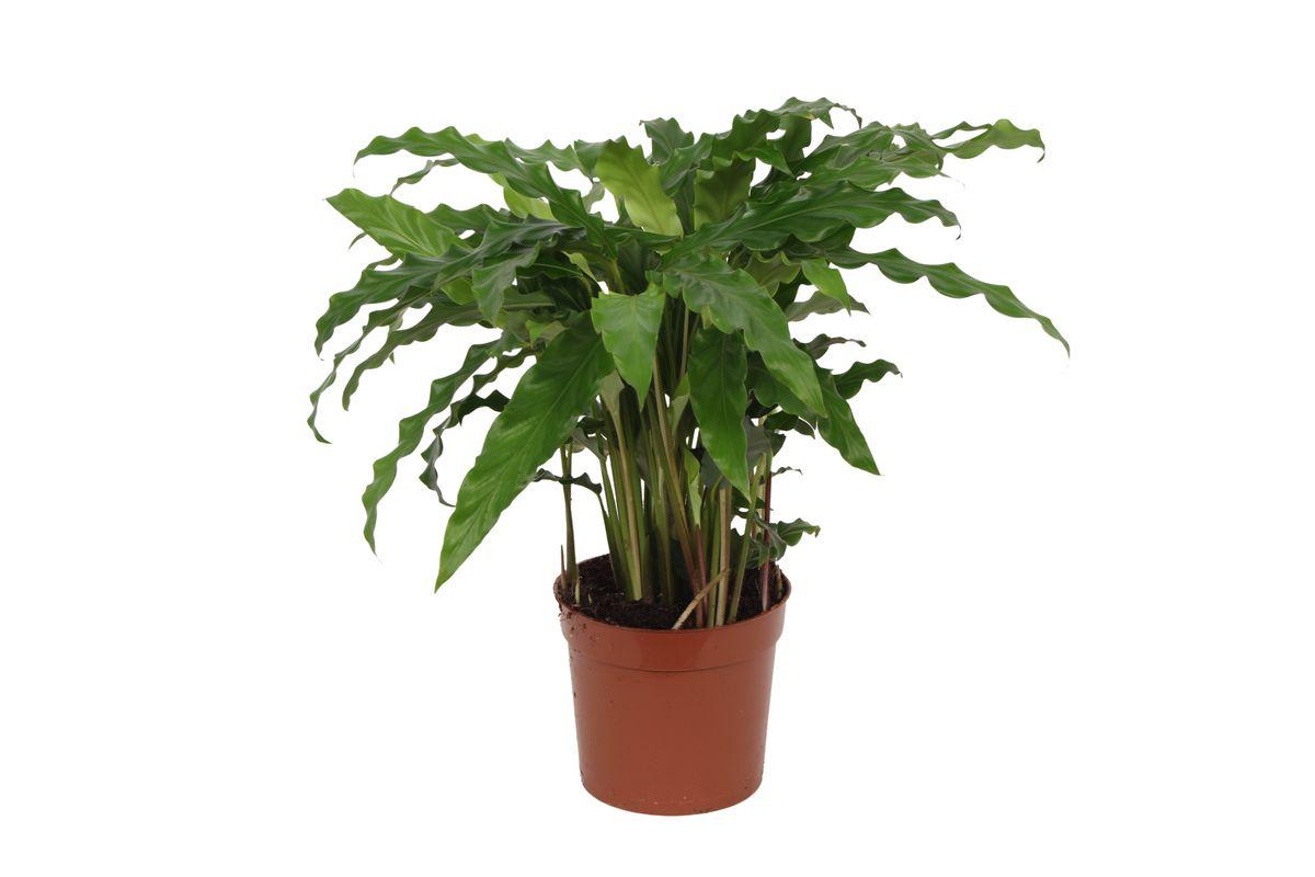 Calathea Bluegrass - Korbmarante - 40 cm - Ø12cm