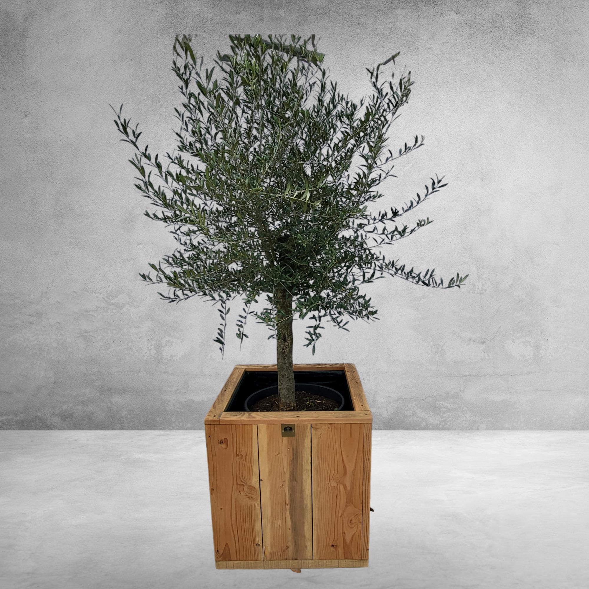 Olea Olive europaea am Stiel 35 Liter, Olive am Stiel