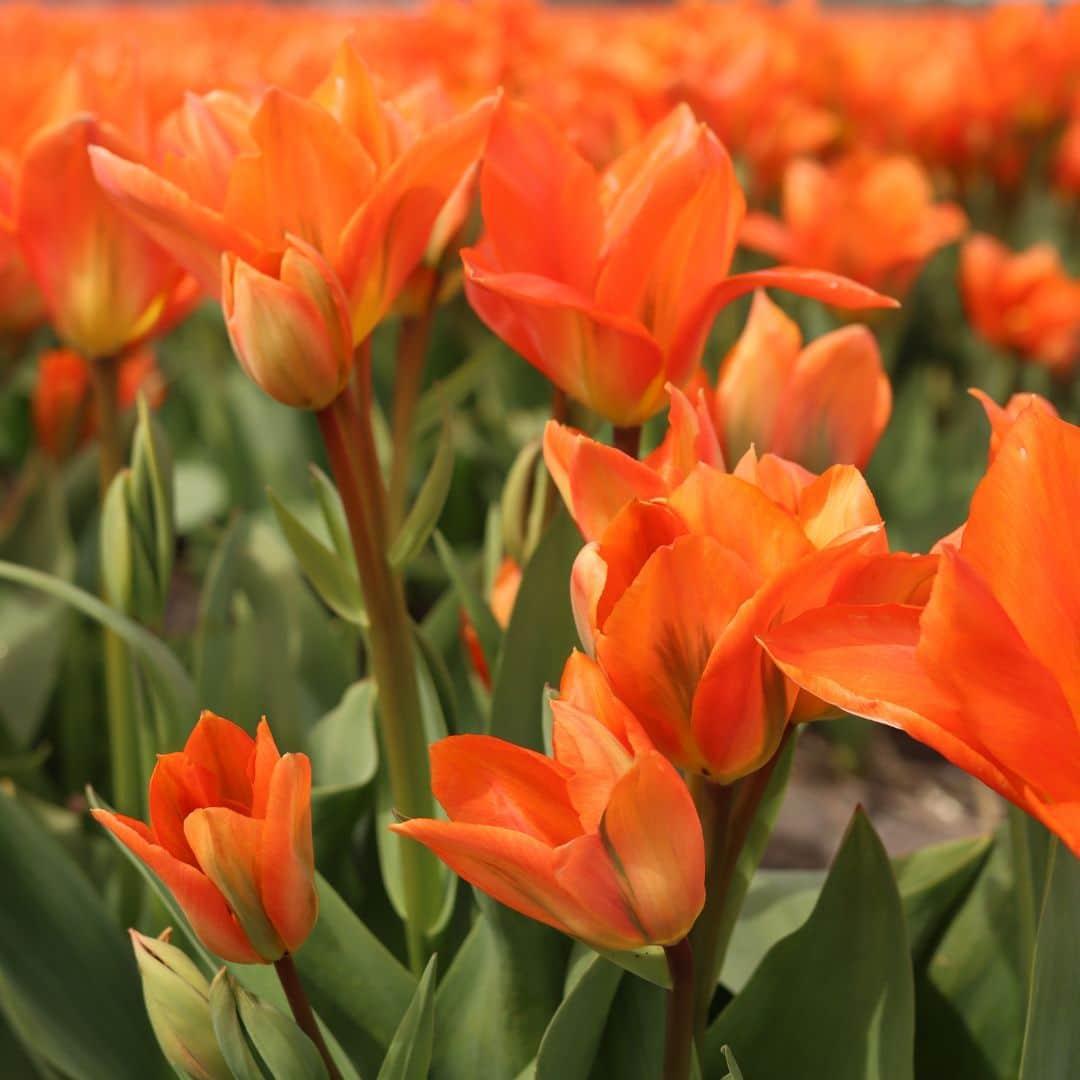 Frühlingsblumenzwiebeln Mix - Tulpen, Hyazinthen und Narzissen - Dutch Flower Mix - Luxusbox mittel, 40 Blumenzwiebeln für 1 qm Blumenpracht - Größe 12+