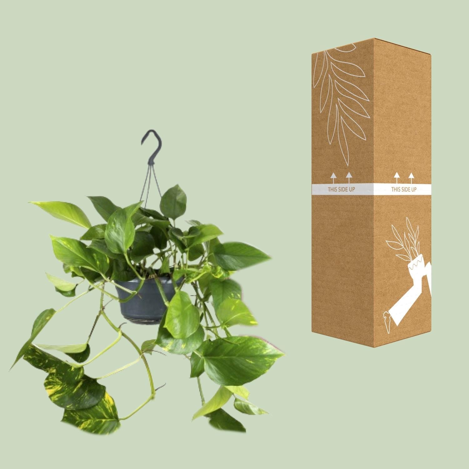 Efeutute - Epipremnum Aureum Mosstok - Ø15cm - ↕60cm mit Moosstock